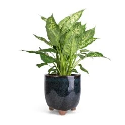 Dieffenbachia Compacta - Dumb Cane -Plant potted plants Dieffenbachia Compacta Dumb Cane 17x60cm Kaat Plant Pot Petrol 20x20cm