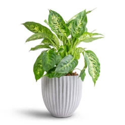Dieffenbachia Compacta - Dumb Cane -Plant potted plants Dieffenbachia Compacta Dumb Cane 17x60cm Lagos Plant Pot Cement 20x20cm