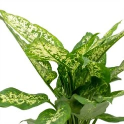 Dieffenbachia Compacta - Dumb Cane -Plant potted plants Dieffenbachia Compacta Dumb Cane Leaves