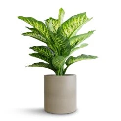 Dieffenbachia Maroba - Dumb Cane -Plant potted plants Dieffenbachia Maroba Dumb Cane 21x70cm Puk Refined Planter Clouded Grey 25x24.5cm d01010a9 a27c 46c0 b861 afb43de88e57