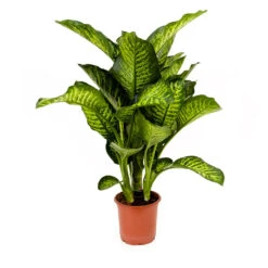 Dieffenbachia Maroba - Dumb Cane -Plant potted plants Dieffenbachia Maroba Dumb Cane