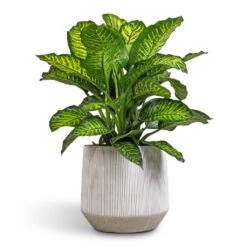 Dieffenbachia Maroba - Dumb Cane -Plant potted plants Dieffenbachia Maroba Dumb Cane 30x80cm