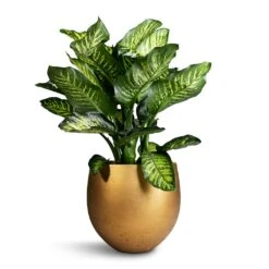Dieffenbachia Maroba - Dumb Cane -Plant potted plants Dieffenbachia Maroba Dumb Cane 30x80cm Mini Orb Kevan Plant Pot Metallic Gold 39x35cm