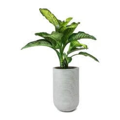 Dieffenbachia Maroba - Dumb Cane -Plant potted plants Dieffenbachia Maroba Dumb Cane Cody Plant Vase Ridged Cement