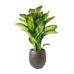 Grigio Balloon Plant Pot - Rusty Iron Concrete -Plant potted plants Dieffenbachia Maroba Dumb Cane Rusty Iron Concrete Balloon Planter ffc4d15d fe39 46ea ad14 9c84725935b5