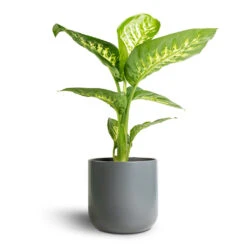 Dieffenbachia Seguine Tropic Snow - Dumb Cane -Plant potted plants Dieffenbachia seguine Tropic Snow Dumb Cane 17x60cm Lisbon Plant Pot Charcoal 19x19cm