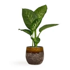 Dieffenbachia Seguine Tropic Snow - Dumb Cane -Plant potted plants Dieffenbachia seguine Tropic Snow Dumb Cane 17x75cm Lindy Plant Pot Ochre 23x20cm