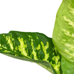 Dieffenbachia Seguine Tropic Snow - Dumb Cane -Plant potted plants Dieffenbachia seguine Tropic Snow Dumb Cane Close Up