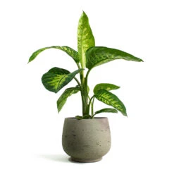 Dieffenbachia Seguine Tropic Snow - Dumb Cane -Plant potted plants Dieffenbachia seguine Tropic Snow Dumb Cane Mini Pixie Plant Pot Grey Washed