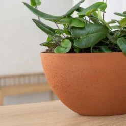 Dorant Refined Oval Plant Bowl - Canyon Orange 11 Dorant Refined Oval Plant Bowl - Canyon Orange -Plant potted plants Dorant Refined Oval Plant Bowl Canyon Orange Close Up