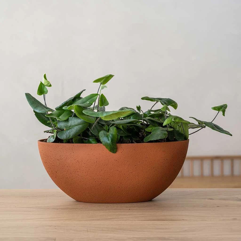 Dorant Refined Oval Plant Bowl - Canyon Orange 4 Dorant Refined Oval Plant Bowl - Canyon Orange - Image 2