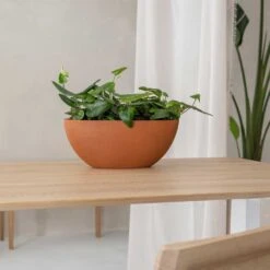Dorant Refined Oval Plant Bowl - Canyon Orange 12 Dorant Refined Oval Plant Bowl - Canyon Orange -Plant potted plants Dorant Refined Oval Plant Bowl Canyon Orange Small Houseplants