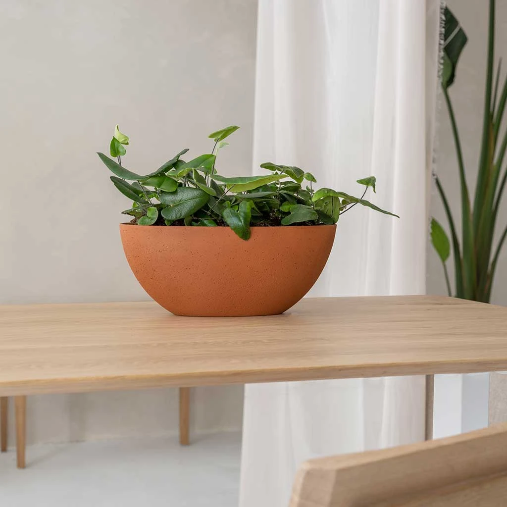 Dorant Refined Oval Plant Bowl - Canyon Orange 7 Dorant Refined Oval Plant Bowl - Canyon Orange - Image 5