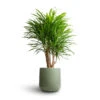 Dracaena Reflexa Anita - Branched -Plant potted plants Dracaena Anita Branched 21x80cm Lisbon Plant Pot Sage 24x24cm