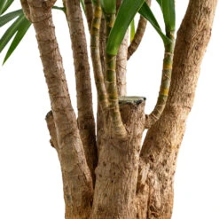 Dracaena Reflexa Anita - Branched -Plant potted plants Dracaena Anita Branched SWATCH 2