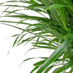 Dracaena Reflexa Anita - Branched -Plant potted plants Dracaena Anita Branched SWATCH 3
