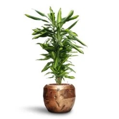 Opus Raw Couple Planter - Gold 36 Opus Raw Couple Planter - Gold -Plant potted plants Dracaena Cintho Branched HydroCare Opus Raw Couple Planter Gold
