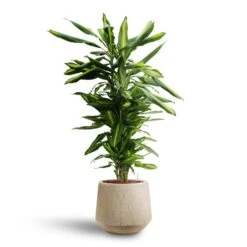 Raindrop Tube Round Planter - Stone -Plant potted plants Dracaena Cintho Branched Hydroculture Raindrop Tube Round Planter Stone c8370cb2 8fb9 4613 9d17 036d69c18734