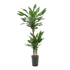 Dracaena Cintho - Multi Stem - HydroCare -Plant potted plants Dracaena Cintho Multi Stem HydroCare 15 19x100cm