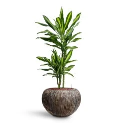 Dracaena Cintho - Multi Stem - HydroCare -Plant potted plants Dracaena Cintho Multi Stem HydroCare Luxe Lite Waterfall Globe Planter Bronze