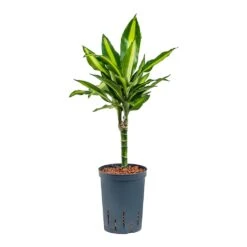 Dracaena Cintho - Multi Stem - HydroCare -Plant potted plants Dracaena Cintho Multi Stem Hydroculture 15 19x65cm 1stem