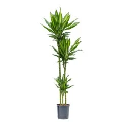 Dracaena Cintho - Multi Stem - HydroCare -Plant potted plants Dracaena Cintho Multi Stem Hydroculture 18 19x150cm 3Stems