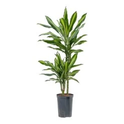 Dracaena Cintho - Multi Stem - HydroCare