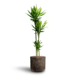 Dracaena Cintho - Multi Stem - HydroCare -Plant potted plants Dracaena Cintho Multi Stem Hydroculture Luxe Lite Waterfall Cylinder Planter Bronze