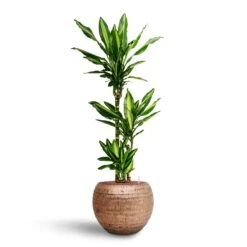 Opus Hammered Globe Planter - Gold -Plant potted plants Dracaena Cintho Multi Stem Hydroculture Opus Hammered Globe Planter Gold 791f79d4 a68b 4819 9012 93933326364c