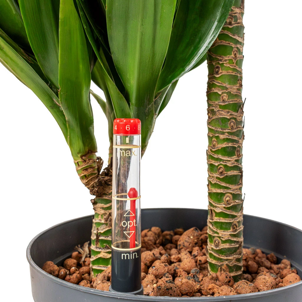 Dracaena Compacta - Multi Stem - HydroCare 4 Dracaena Compacta - Multi Stem - HydroCare - Image 2