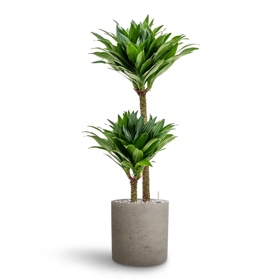 Dracaena Compacta - Multi Stem - HydroCare 15 Dracaena Compacta - Multi Stem - HydroCare - Image 13