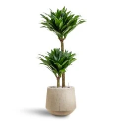 Dracaena Compacta - Multi Stem - HydroCare 28 Dracaena Compacta - Multi Stem - HydroCare -Plant potted plants Dracaena Compacta Multi Stem Hydroculture 2 stems Raindrop Tube Round Planter Stone 30 x 26cm