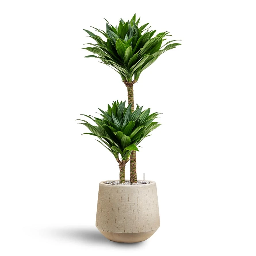 Dracaena Compacta - Multi Stem - HydroCare 14 Dracaena Compacta - Multi Stem - HydroCare - Image 12