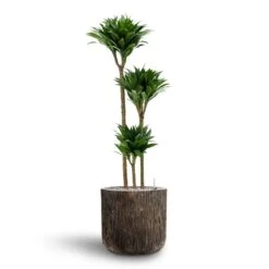 Dracaena Compacta - Multi Stem - HydroCare 27 Dracaena Compacta - Multi Stem - HydroCare -Plant potted plants Dracaena Compacta Multi Stem Hydroculture 3 stems Luxe Lite Waterfall Cylinder Planter Bronze 40 x 38cm