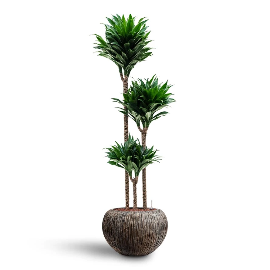 Dracaena Compacta - Multi Stem - HydroCare 12 Dracaena Compacta - Multi Stem - HydroCare - Image 10