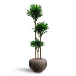 Luxe Lite Waterfall Globe Planter - Bronze 21 Luxe Lite Waterfall Globe Planter - Bronze -Plant potted plants Dracaena Compacta Multi Stem Hydroculture 3 stems Luxe Lite Waterfall Globe Planter Bronze 39 x 27cm 0f88ce8d c844 4290 acea add13221c332