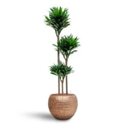 Dracaena Compacta - Multi Stem - HydroCare 21 Dracaena Compacta - Multi Stem - HydroCare -Plant potted plants Dracaena Compacta Multi Stem Hydroculture 3 stems Opus Hammered Globe Planter Gold 40 x 32cm