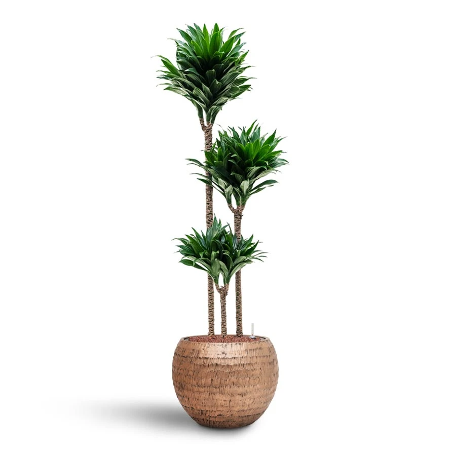 Dracaena Compacta - Multi Stem - HydroCare 7 Dracaena Compacta - Multi Stem - HydroCare - Image 5