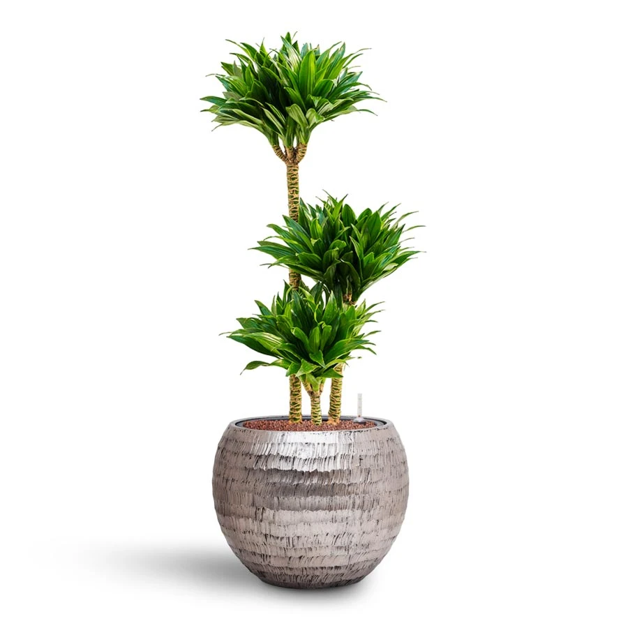 Dracaena Compacta - Multi Stem - HydroCare 11 Dracaena Compacta - Multi Stem - HydroCare - Image 9