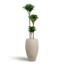 Raindrop Tall Balloon Planter - Stone 16 Raindrop Tall Balloon Planter - Stone -Plant potted plants Dracaena Compacta Multi Stem Hydroculture 3 stems Raindrop Tall Balloon Planter Stone 37 x 60cm e80788bc 28bd 4367 9a48 f2146bacaf1c