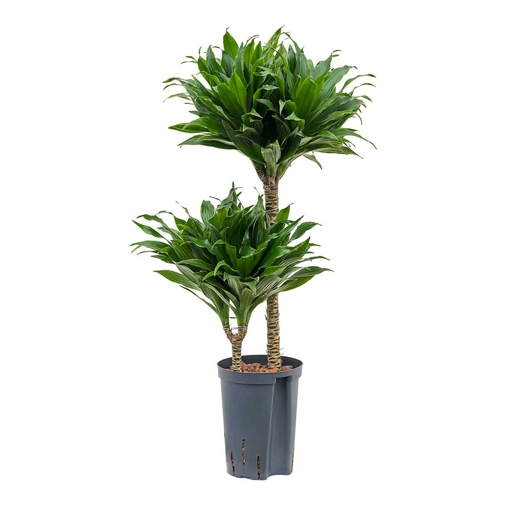 Dracaena Compacta - Multi Stem - HydroCare 9 Dracaena Compacta - Multi Stem - HydroCare - Image 7