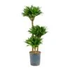 Dracaena Compacta - Multi Stem - HydroCare -Plant potted plants Dracaena Compacta Multi Stem Hydroculture Indoor Plant 3Stems