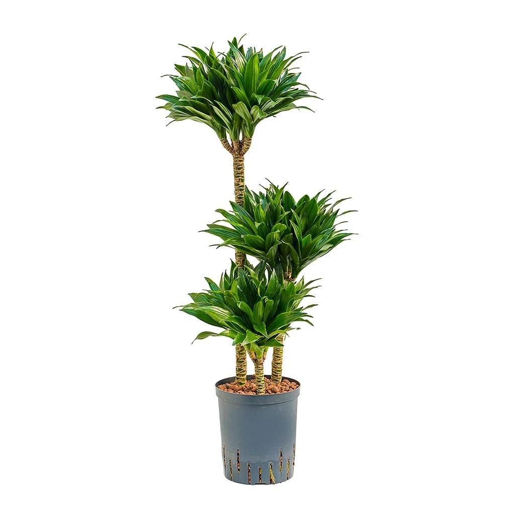 Dracaena Compacta - Multi Stem - HydroCare 3 Dracaena Compacta - Multi Stem - HydroCare