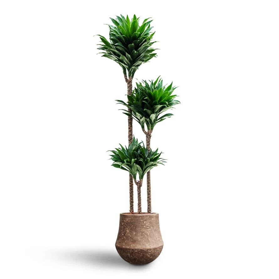Dracaena Compacta - Multi Stem - HydroCare 6 Dracaena Compacta - Multi Stem - HydroCare - Image 4