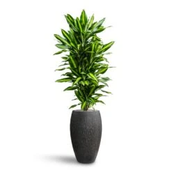 Raindrop Tall Balloon Planter - Anthracite 14 Raindrop Tall Balloon Planter - Anthracite -Plant potted plants Dracaena Fragrans Cinco Branched Hydroculture Raindrop Emperor Planter Anthracite 468c2429 46f0 444a 87da a8b3ea4a0709