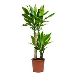 Dracaena Fragrans Golden Coast - Multi Stem 15 Dracaena Fragrans Golden Coast - Multi Stem -Plant potted plants Dracaena Fragrans Golden Coast Multi Stem 17x80cm 2 stems