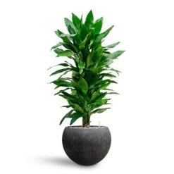 Dracaena Janet Lind - Branched - HydroCare -Plant potted plants Dracaena Fragrans Janet Lind Multi Stem Hydroculture Raindrop Globe Planter Anthracite