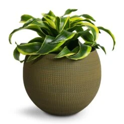 Dracaena Fragrans Tornado - Head -Plant potted plants Dracaena Fragrans Tornado Head 12x25cm Dex Plant Pot Forrest 17x13cm Touched Up