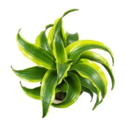 Dracaena Fragrans Tornado - Head -Plant potted plants Dracaena Fragrans Tornado Leaves