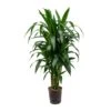 Dracaena Janet Craig - Branched - HydroCare 2 Dracaena Janet Craig - Branched - HydroCare -Plant potted plants Dracaena Janet Craig Branched Hydroculture 18 19x100cm
